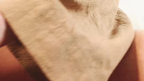 Ingret online show from 12.13.24