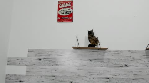 Jaycreedd online show from 03.07.25