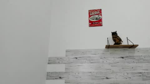 Jaycreedd online show from 11.22.25