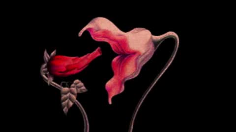 katsuro online show from 11.14.25