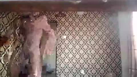 Snapshot of kingemizzy chatting on 01.08.26 kingemizzy online show from 01.08.26