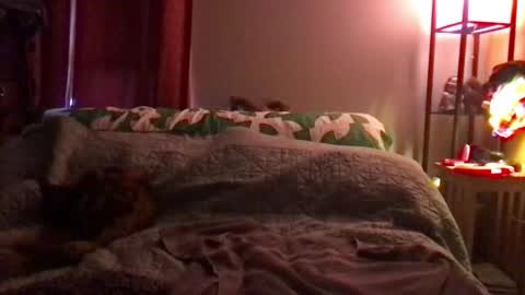 Snapshot of kitejackdaw chatting on 12.08.24 Kite Jackdaw Bi Trans Man online show from 12.08.24