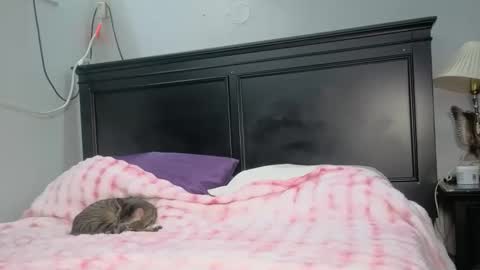 Snapshot of kittykat_1999 chatting on 02.26.26 kittykat 1999 online show from 02.26.26