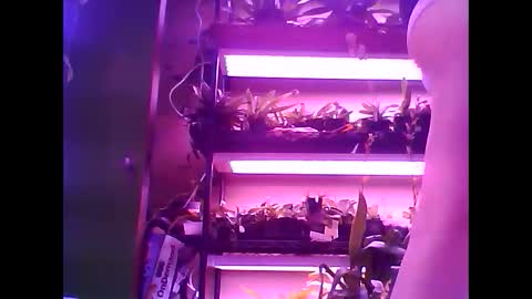 krookedorchid online show from 01.15.26