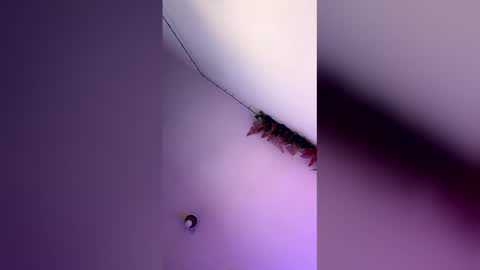 latin_bigcock21cm online show from 03.04.26