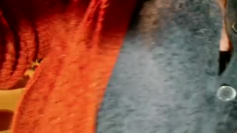 laureanne online show from 12.13.24