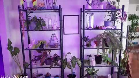 Levity online show from 11.28.25