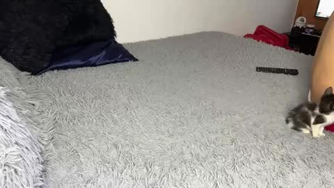 michellepetitte online show from 03.20.26