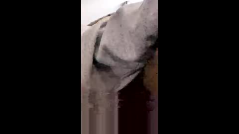 Snapshot of missniagaraishorny chatting on 01.18.26 MissNiagara online show from 01.18.26