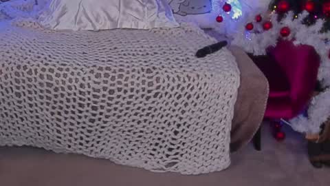 Rosa online show from 12.24.24
