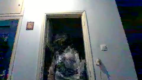 mppempis81 online show from 02.02.26