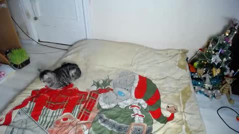 Muse Ali  online show from 12.30.24