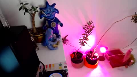 Muse Ali  online show from 12.31.24