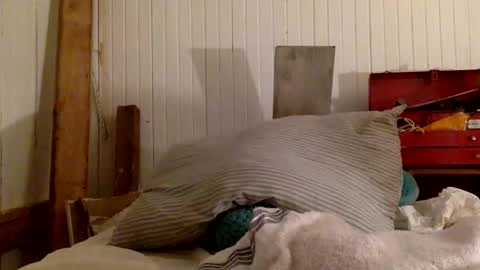 str8 dom alphaAsian Daddy type. sorry not bi or  curious but i dont judgediscrimenate. online show from 11.29.25