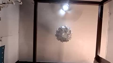 Haven online show from 03.26.26