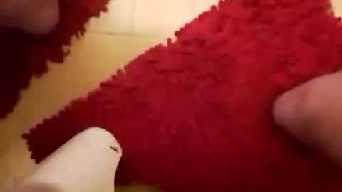 Snapshot of newbookwriter chatting on 01.26.25 BookWriter online show from 01.26.25