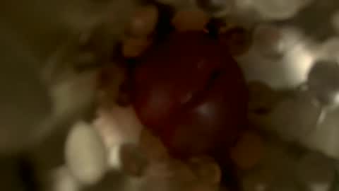 nocturnusfuz online show from 01.30.25