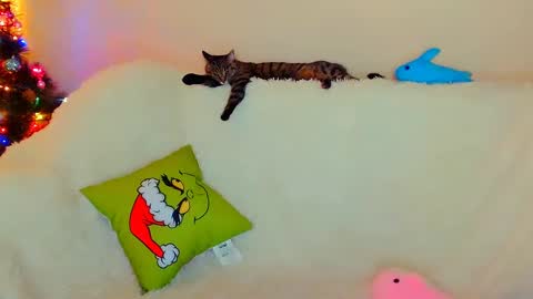 Snapshot of not_nakedcat chatting on 12.26.24 hi glad to chat online show from 12.26.24