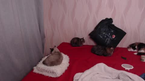 Olivia online show from 12.17.24