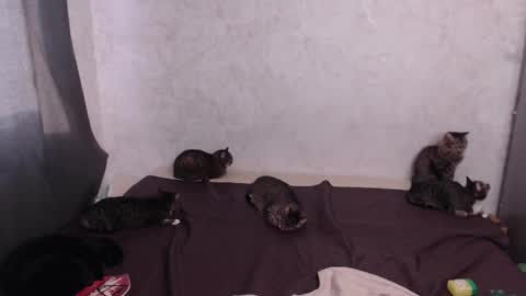 Olivia online show from 03.20.26