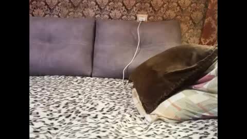 Pancamo online show from 01.05.25