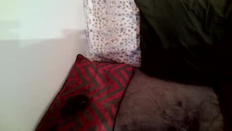 Snapshot of parlay0028 chatting on 01.29.25 Parlay tellio online show from 01.29.25