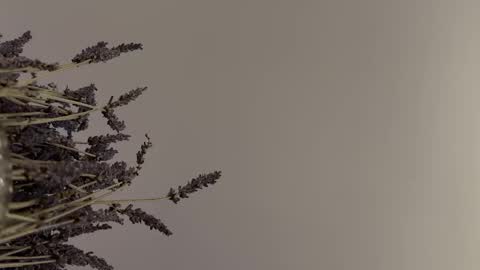 Snapshot of pegasus766152 chatting on 02.02.26 pegasus766152 online show from 02.02.26