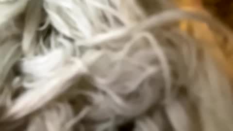 Poonshiner online show from 12.03.24