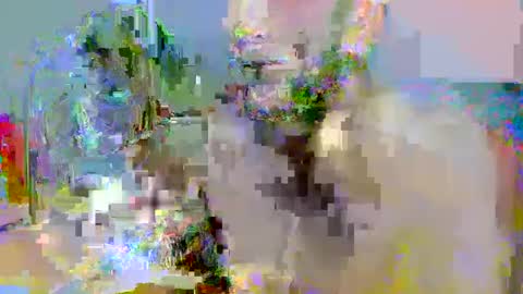 pipe_sexxx online show from 10.14.25