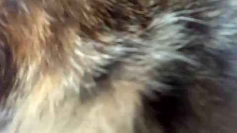 sweet angel baby  online show from 04.03.26