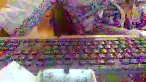 pup_y online show from 12.20.25