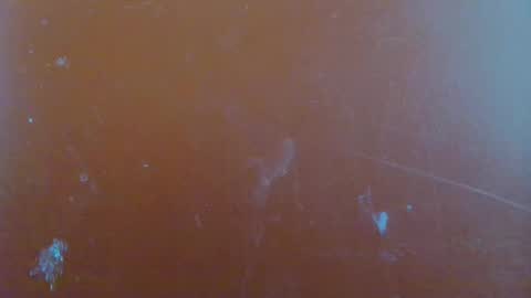 paola online show from 01.29.25