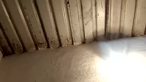 reinft online show from 02.11.26