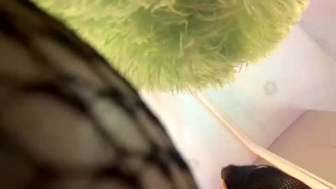   online show from 11.13.25