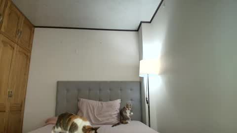 I am Rosa online show from 10.19.25