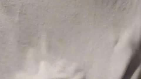 Snapshot of salido543 chatting on 01.14.26 Penoso online show from 01.14.26