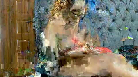 scarlet seductress online show from 03.02.26