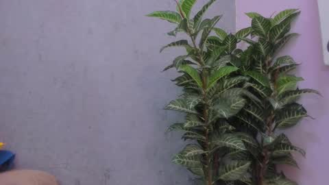 Scarlett 3 online show from 11.29.25