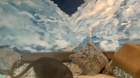 ENI pvt moan your name  WHEN I M NOT online you tell me in SNAPCHAT deal yes add me...  FREE TWITTER magiconline101...... online show from 02.22.25