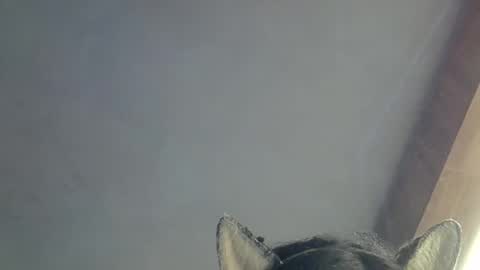 skinnykittencam online show from 03.15.26