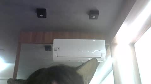 Snapshot of skinnykittencam chatting on 06.26.26 skinnykittencam online show from 06.26.26