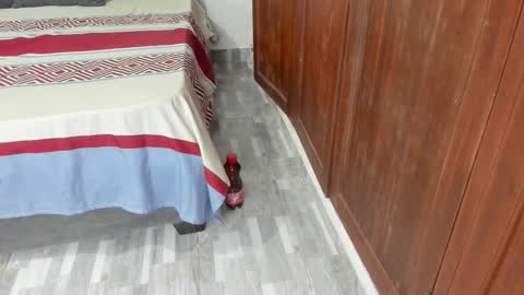 Shopiia88 online show from 02.19.26