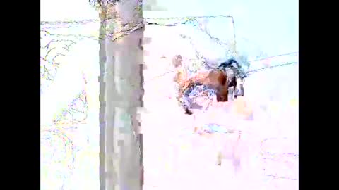 star0806666a online show from 04.19.26