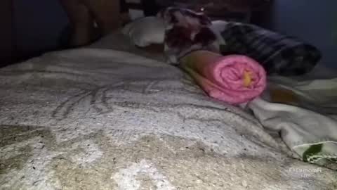 tangaxhentai3 online show from 01.06.25