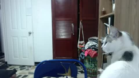 Snapshot of tantricroots chatting on 06.11.26 Angeline Follow online show from 06.11.26