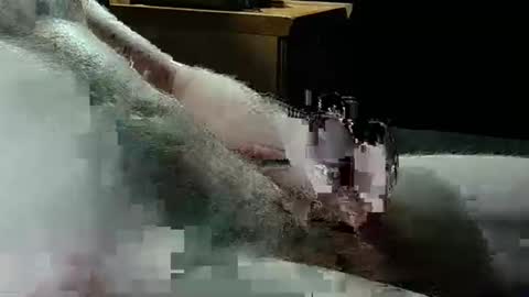 Texas Rose 33 online show from 04.05.26