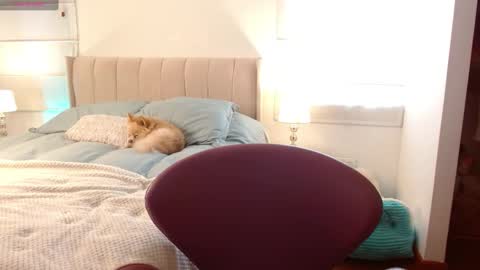   online show from 01.02.25