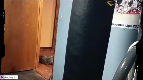 Snapshot of the_alpha_dog_xxx chatting on 03.10.25 the_alpha_dog_xxx online show from 03.10.25