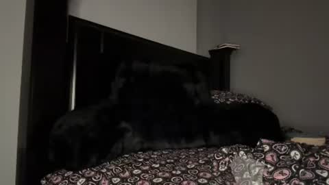 Snapshot of thevixensapphire chatting on 07.29.26 Sapphire the Vixen online show from 07.29.26