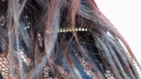 tinakay1 online show from 12.17.24